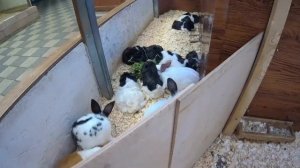 Анапа / КОНТАКТНЫЙ ЗООПАРК Мир животных