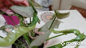 Комнатные растения/цветы. Сингониумы уход, пересадка.