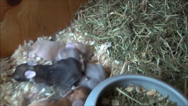 Злой кролик породы рекс. Осмотр крольчат - крольчата 5 дней после рождения