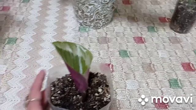 Комнатные растения. Быстро растущие комнатные цветы.