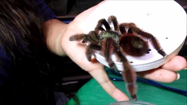 Avicularia versicolor Care Notes смотреть онлайн