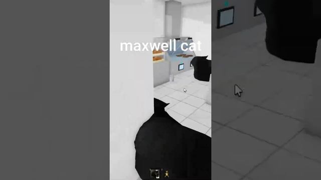 Maxwell cat roblox #dc #monkey #roblox #maxwell #maxwellcat #foryou #shorts #youtube #pets #cat