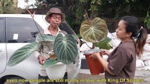 Anthurium King Of Spades Atau Kuping Gajah HU (Haji Ulih)