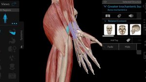 Мышцы пояса нижней конечности в 3D атласе. Анатомия и функции. Миология