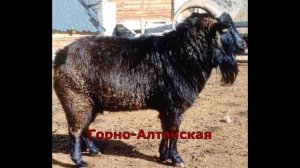 Породы коз.
