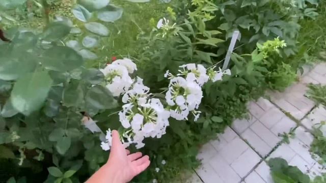 Здравствуй Москва ! / Дикая Любовь / Где моя соль ? 28-29 июля 2022 г. смотреть онлайн