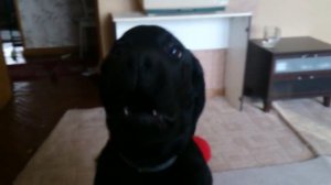 Щенок лабрадора лает