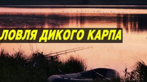 ЛОВЛЯ ДИКОГО КАРПА В КОРЯГАХ. ТРУДОВАЯ РЫБАЛКА ЛЕТОМ.