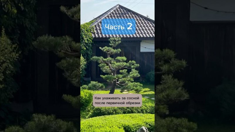 Как ухаживать за сосной после первичной обрезки. Часть 2. #бонсай #bonsai #ниваки #хвойные #сад