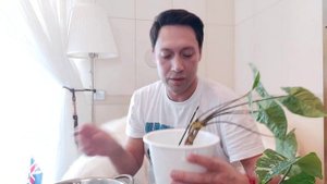 Сингониум Панда , размножение на гидропонике