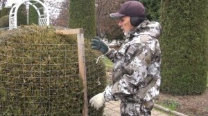 Сад Николая Дементьева .Подготовка шарообразных хвойных к зиме.