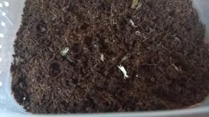 Эксперимент по колониальному содержанию скорпионов Janalychas Tricarinatus. Часть 1.mp4