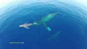 Миграция серых китов