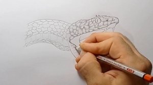 How to Draw A Snake | Reptile sketch tutorial