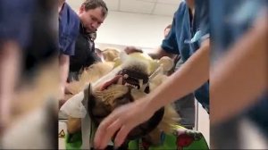 Ветеринары клиники удалили клык льву Остину