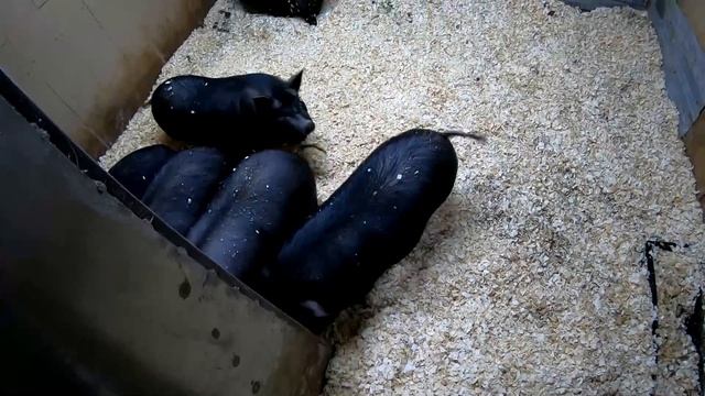 ГЛУБОКАЯ ПОДСТИЛКА, БУНКЕРНАЯ КОРМУШКА, О ДОЛЯХ КОРМЛЕНИЯ У СВИНЕЙ. ДЕРЕВЕНСКАЯ СУББОТА СВИНОВОДОВ. смотреть онлайн