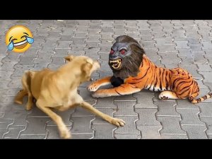 Новые смешные животные ? Самые смешные видео про кошек и собак ?? #3