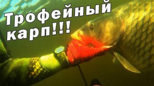 ПОДВОДНАЯ ОХОТА НА КАРПА, БЕЛОГОАМУРА, САЗАНА!!!