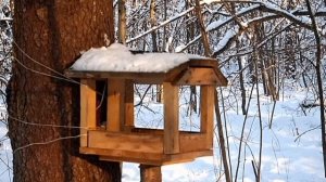 Синицы на кормушке