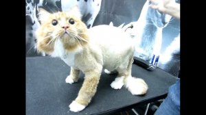 Нужно ли стричь кошку? Плюсы и минусы процедуры, практические советы