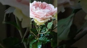 Пионовидные розы из холодного фарфора