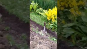 Дачный дом за 30 дней с OSB своими руками.