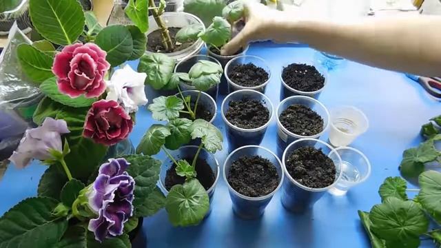 ГЕРАНЬ ! РАЗМНОЖЕНИЕ ЧЕРЕНКАМИ ! САМЫЙ ПРОСТОЙ СПОСОБ
