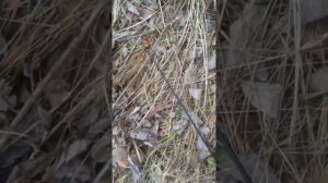 Боковой кивок на маховую удочку 6 метров.