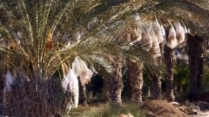 Ең ыстық аймақтар [7-сынып, қазақ тілі]