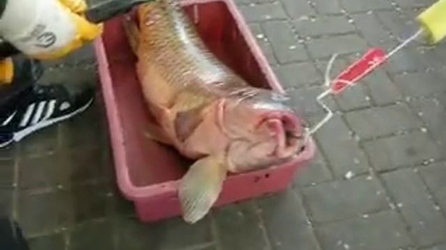 Платное озеро на рынке В Ростове рыбалка смотреть онлайн