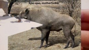 Древние животные часть 3