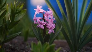 7Artisans 60mm f2 8 mk II Macro