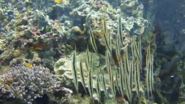 Дайвинг на о.Негрос (Филиппины) смотреть онлайн