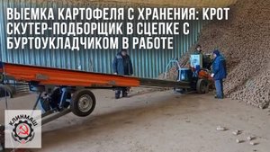 Выемка картофеля с хранения: Крот скутер-подборщик в сцепке с Буртоукладчиком в работе