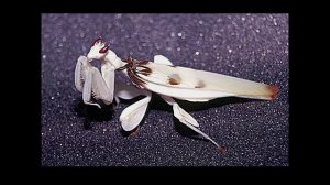 Удивительные соседи Орхидейный богомол