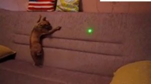 Nette Katze mit grünen Laser