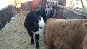 Вес бычков в 8-9 месяцев! Привесы за месяц!