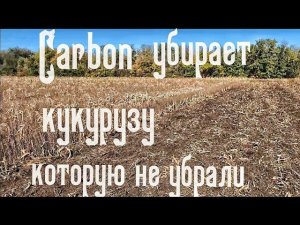 Carbon убирает кукурузу которую не убрали.