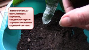 Эхмея.  Как пересадить подаренное растение?