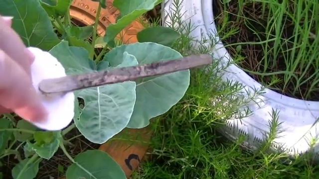 July summer garden tour 2019 смотреть онлайн