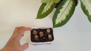 Диффенбахия/ Размножение/ Черенкование/ Результат
