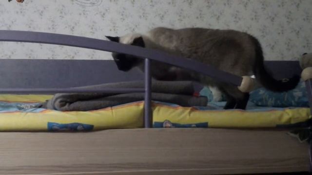 Кошка по лестнице