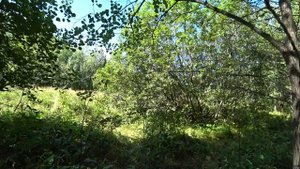 грибные моменты 2021