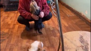 Ах, какая красота, от ушей и до хвоста и трусишка Линда.