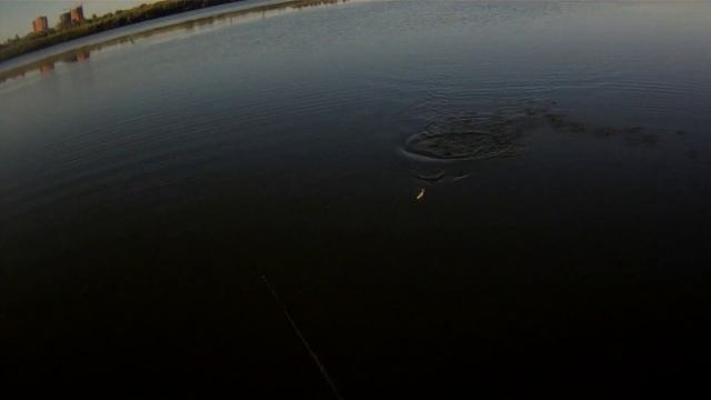 Окуни,и не только,атакуют уокер IMA Pugachev's Cobra смотреть онлайн