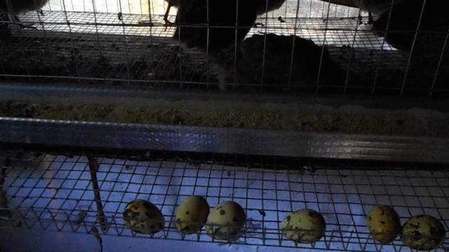 Молодые перепелки начали нестись