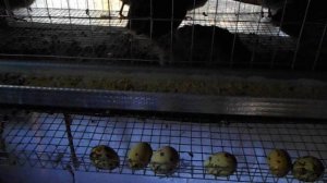 Молодые перепелки начали нестись