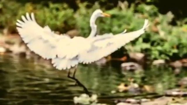 Цапля смотреть онлайн