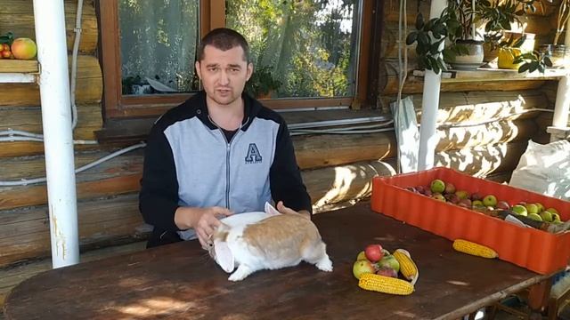 Вес декоративных кроликов