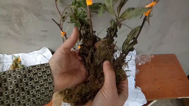 Посылка с экзотическими растениями ( актинидия, будлея, глициния, акебия, бругмансия)